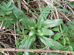Epilobium hirsutum