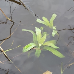 Epilobium hirsutum