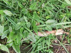 Rumex acetosa