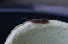 Neureclipsis bimaculata