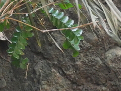 Phyllanthus buxifolius