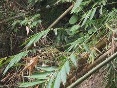 Malacocincla sepiaria