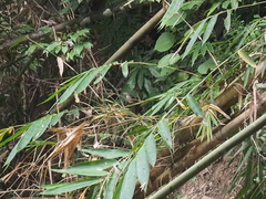 Malacocincla sepiaria