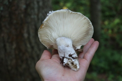 Russula adusta