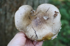 Russula adusta