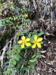Hypericum geminiflorum simplicistylum