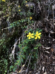Hypericum geminiflorum simplicistylum