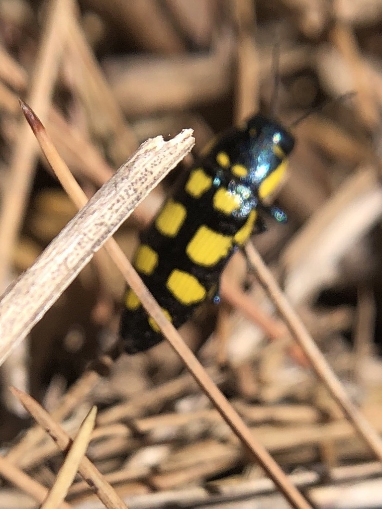 Buprestis magica