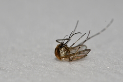 Aedes nigromaculis