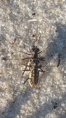 Ellipsoptera