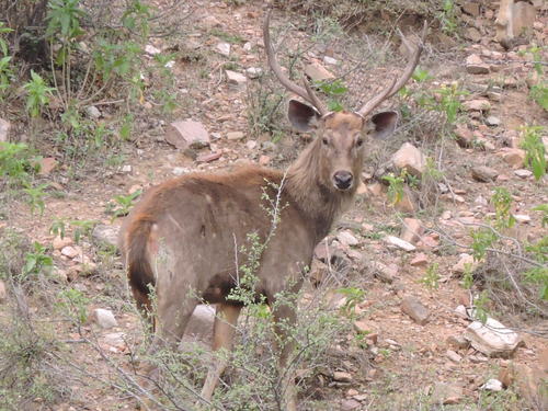 Sambar