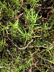 Image of Dicerandra cornutissima