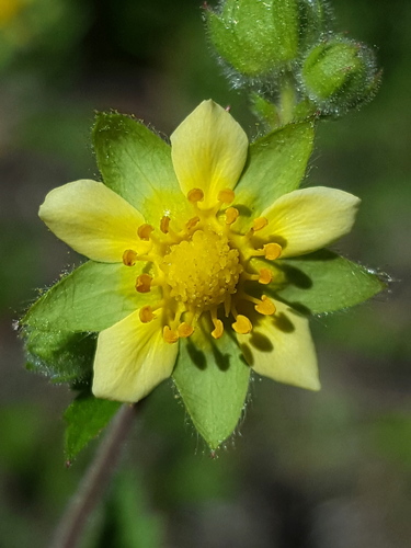 Drymocallis glandulosa var. glandulosa