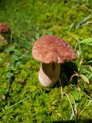 Boletus separans
