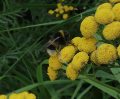 Bombus cryptarum