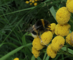 Bombus cryptarum