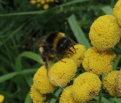 Bombus cryptarum