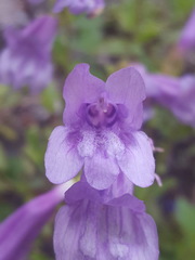 Penstemon cardwellii