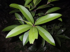 Ardisia humilis