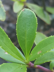 Penstemon cardwellii