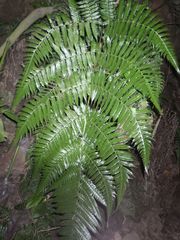 Pleocnemia conjugata