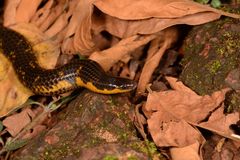 Uropeltis macrolepis