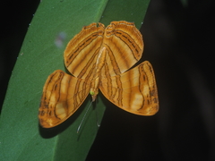 Chersonesia rahria