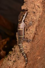 Cyrtodactylus deccanensis