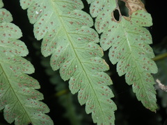 Pleocnemia conjugata
