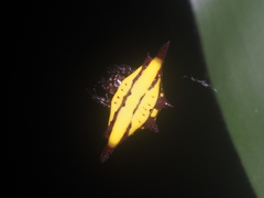 Gasteracantha diadesmia