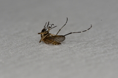 Aedes nigromaculis