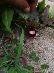 Aristolochia nelsonii