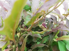 Aristolochia nelsonii