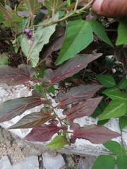 Aristolochia nelsonii