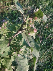 Arctium minus