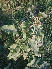 Arctium minus