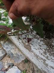 Aristolochia nelsonii