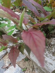 Aristolochia nelsonii