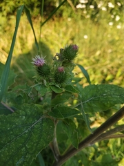 Arctium minus