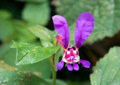 Cuphea calaminthifolia