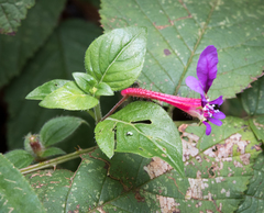 Cuphea calaminthifolia