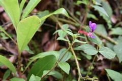 Cuphea calaminthifolia
