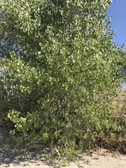 Populus fremontii