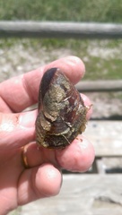 Modiolus americanus