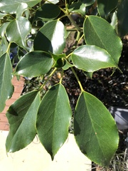 Trochodendron