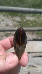 Modiolus americanus