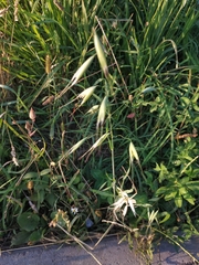 Avena fatua