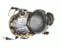 Onthophagus nuchicornis