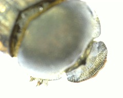 Onthophagus nuchicornis