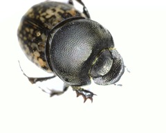 Onthophagus nuchicornis